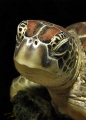   Turtle Portrait  